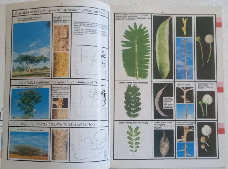 SA Acacia Identifikasiegids Identification Guide (Marthinus Steyn)