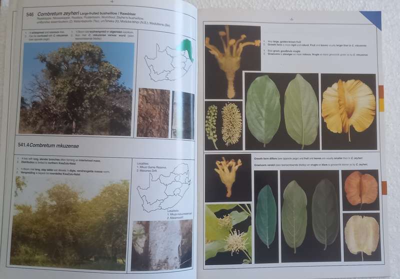SA Combretum Terminalia Identifikasiegids Identification Guide (Marthinus Steyn)