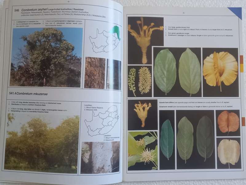 SA Combretum Terminalia Identifikasiegids Identification Guide (Marthinus Steyn)