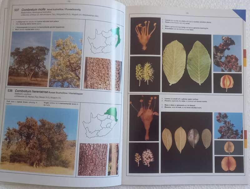 SA Combretum Terminalia Identifikasiegids Identification Guide (Marthinus Steyn)