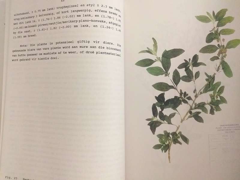 Taksonomiese ondersoek van Lippia L (Verbenaceae) in Suider Afrika (AE Gildenhuys)