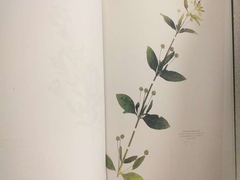 Taksonomiese ondersoek van Lippia L (Verbenaceae) in Suider Afrika (AE Gildenhuys)