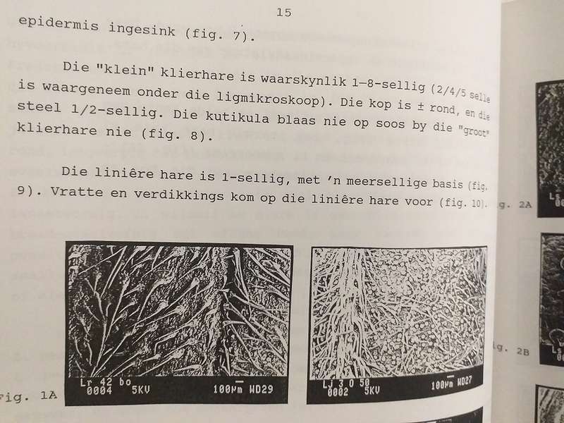 Taksonomiese ondersoek van Lippia L (Verbenaceae) in Suider Afrika (AE Gildenhuys)