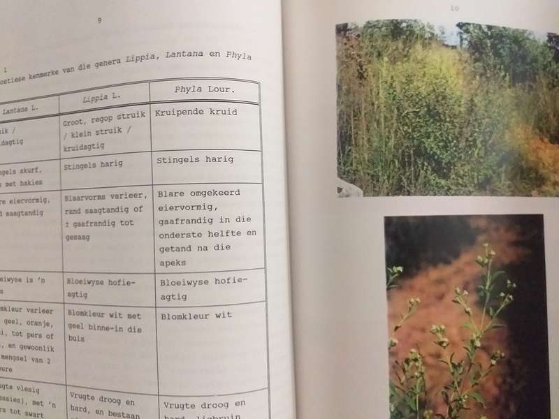 Taksonomiese ondersoek van Lippia L (Verbenaceae) in Suider Afrika (AE Gildenhuys)