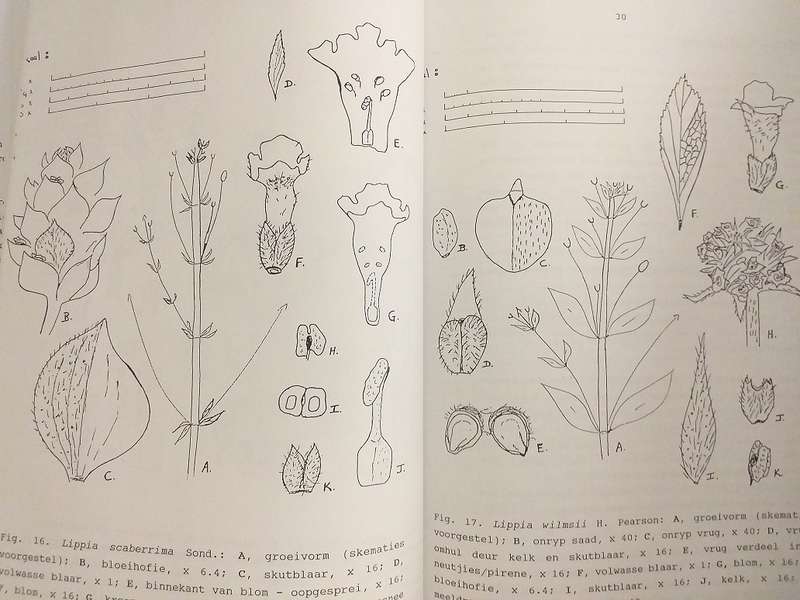 Taksonomiese ondersoek van Lippia L (Verbenaceae) in Suider Afrika (AE Gildenhuys)
