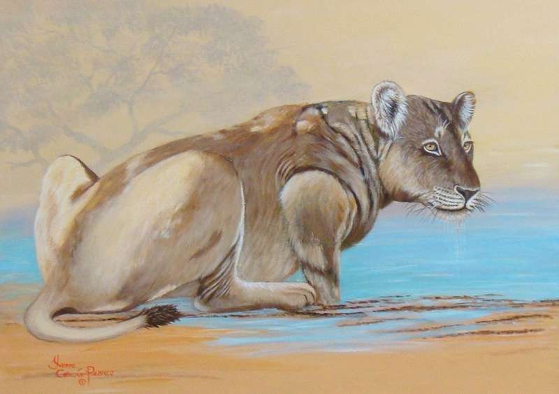 `LIONESS`  -  BEAUTIFULY FRAMED OIL - ORIGINAL !!  by  Yvonne Carola-Pearce - Size 780mm x 630mm