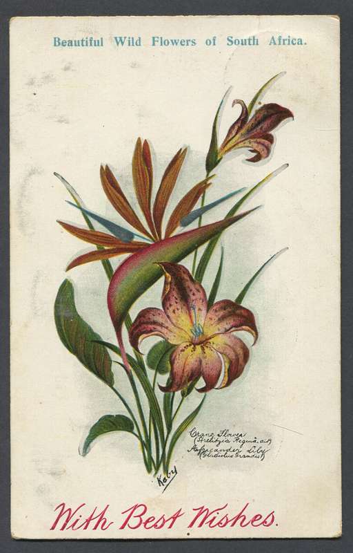 Cape of Good Hope - Post Card