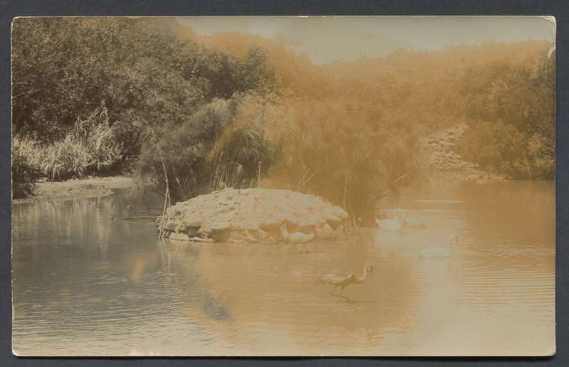 Transvaal - Post Card