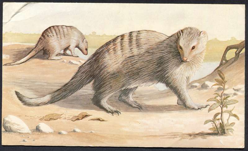 Botswana - Post Card