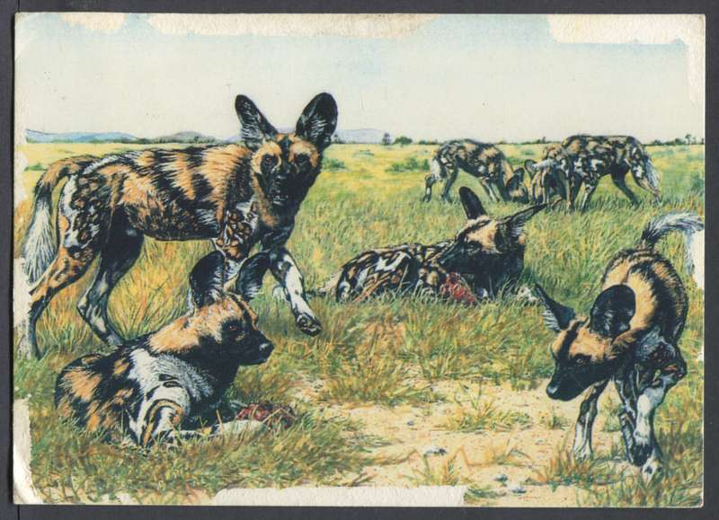 Botswana - Post Card