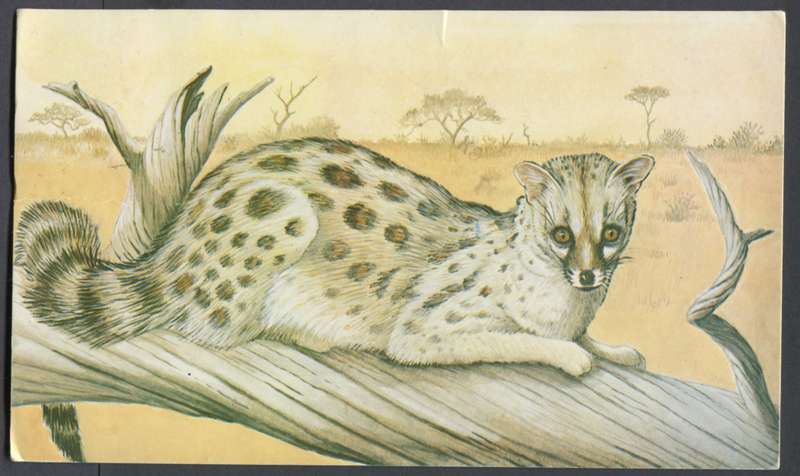 Botswana - Post Card
