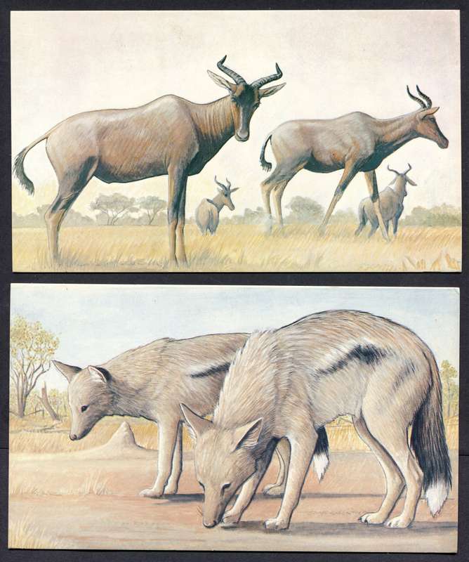 Botswana - 18 Unused Post Cards - Part Set 18 Of 20 - No Stamps