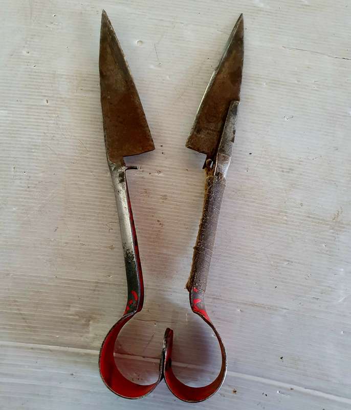 VINTAGE DRUMMER BOY SHEEP SHEARS. IDEAL FOR KNIFE MAKING !!