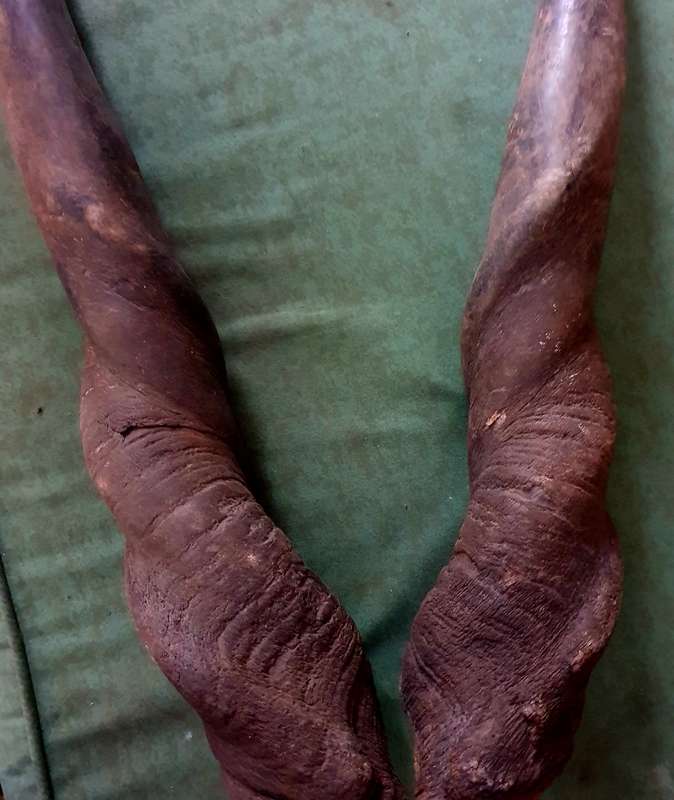 2 X MASSIVE ELAND HORNS 55CM LONG.  IDEAL FOR ART / MAN CAVE / SHOFAR/ VIKING CUP !!