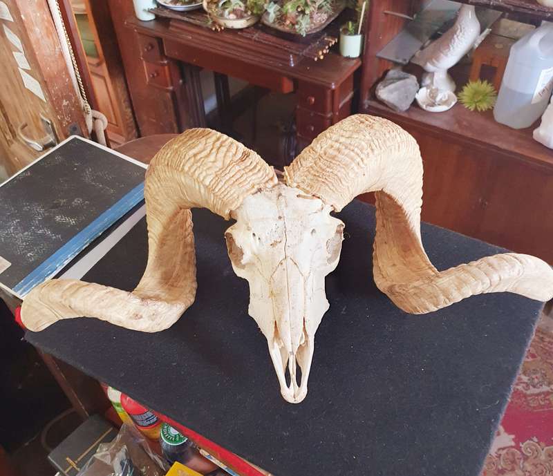 HUGE SHEEP RAM HORNS AND SKULL. 1.20 METER POINT TO POINT. THE ULTIMATE BEAST. MANCAVE TREASURE !!