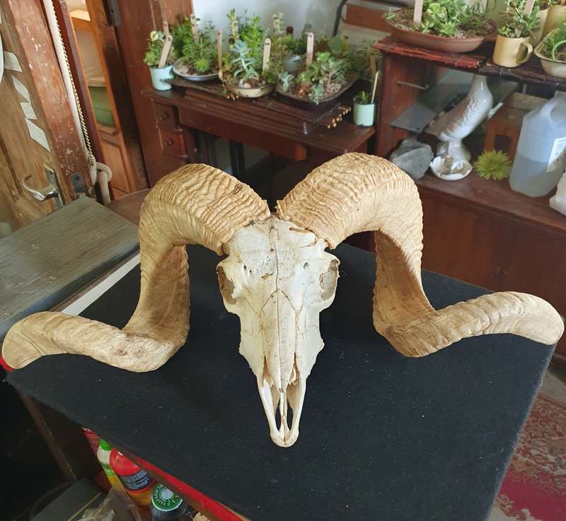 HUGE SHEEP RAM HORNS AND SKULL. 1.20 METER POINT TO POINT. THE ULTIMATE BEAST. MANCAVE TREASURE !!