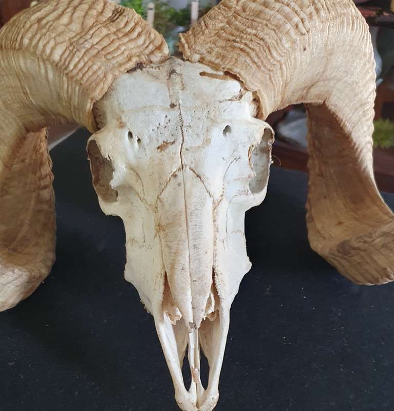 HUGE SHEEP RAM HORNS AND SKULL. 1.20 METER POINT TO POINT. THE ULTIMATE BEAST. MANCAVE TREASURE !!