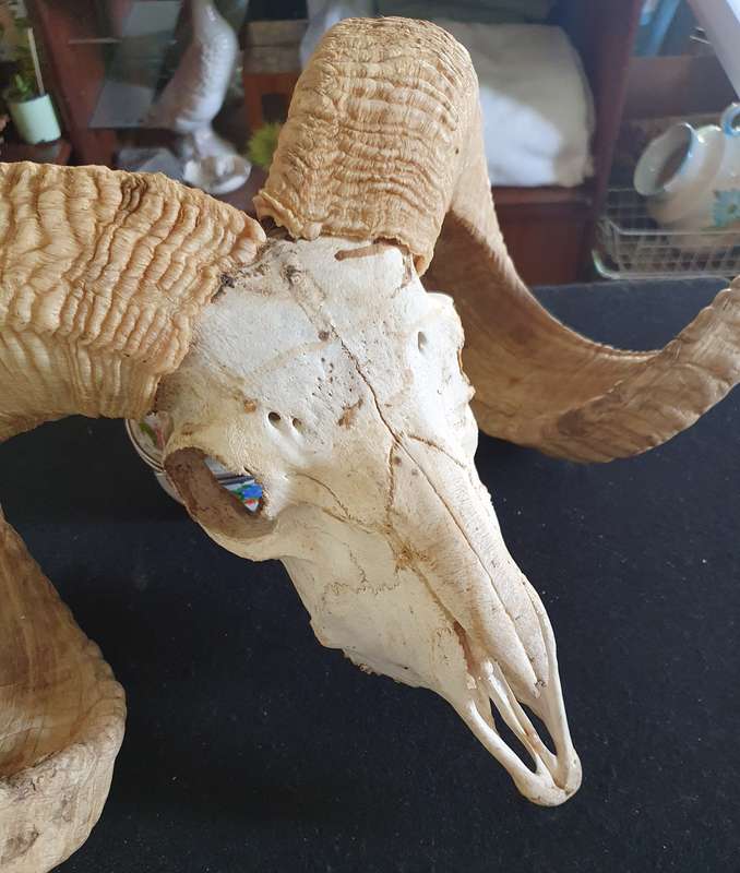 HUGE SHEEP RAM HORNS AND SKULL. 1.20 METER POINT TO POINT. THE ULTIMATE BEAST. MANCAVE TREASURE !!