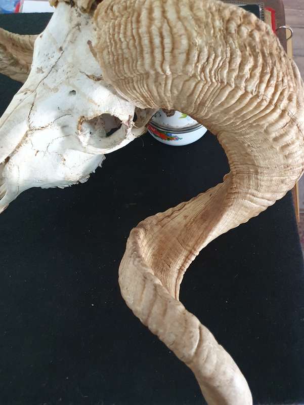 HUGE SHEEP RAM HORNS AND SKULL. 1.20 METER POINT TO POINT. THE ULTIMATE BEAST. MANCAVE TREASURE !!