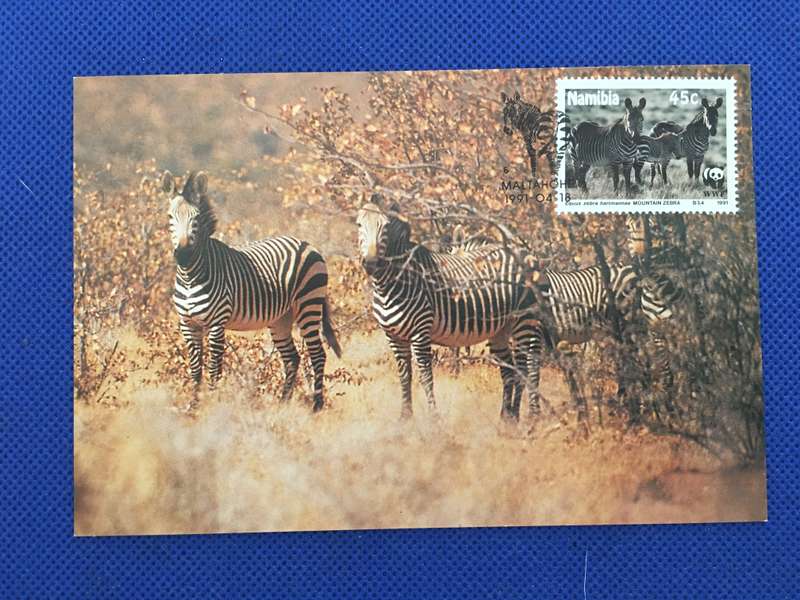 NAMIBIA POSTCARD /  COVER /  MOUNTAIN ZEBRA - 1991