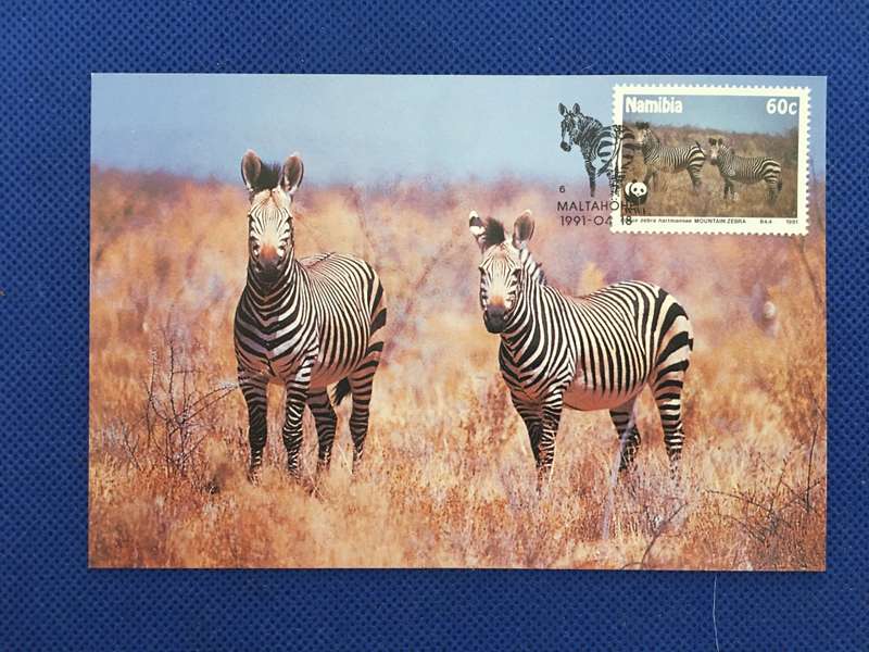 NAMIBIA POSTCARD /  COVER /  MOUNTAIN ZEBRA - 1991