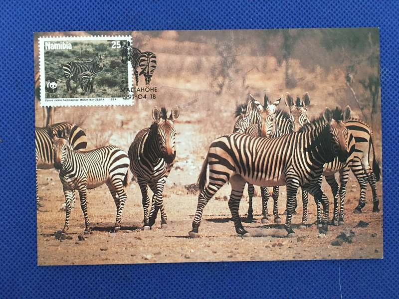 NAMIBIA POSTCARD /  COVER /  MOUNTAIN ZEBRA - 1991