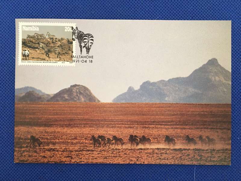 NAMIBIA POSTCARD /  COVER /  MOUNTAIN ZEBRA - 1991