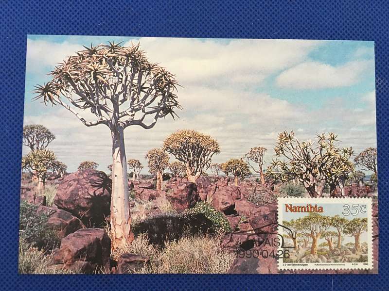 NAMIBIA POSTCARD /  COVER /  QUIVER TREE - 1990