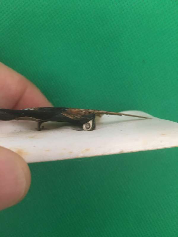 VINTAGE  PHEASANT BROOCH MADE OF FEATHERS