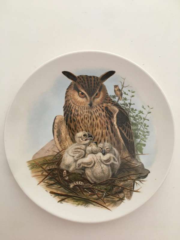 LOVELY VINTAGE PLATE  EAGLE OWL BY JOHN GOULD POOLE ENGLAND