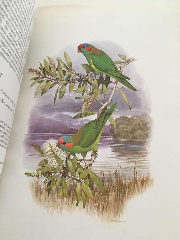 BEAUTIFUL HARD COVER LARGE BOOK  HEAVY - AUSTRALIAN PARROTS - BY JOSEPH M. FORSHAW - 1981