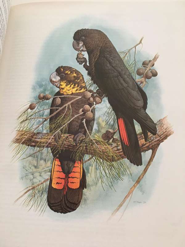 BEAUTIFUL HARD COVER LARGE BOOK  HEAVY - AUSTRALIAN PARROTS - BY JOSEPH M. FORSHAW - 1981