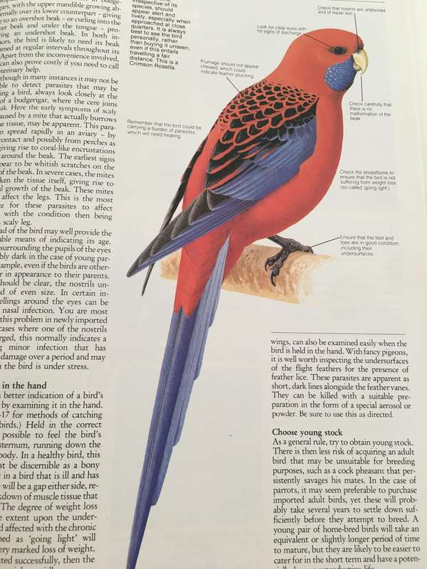 LOVELY PET BIRDS FOR HOME AND GARDEN - BY DON HARPER