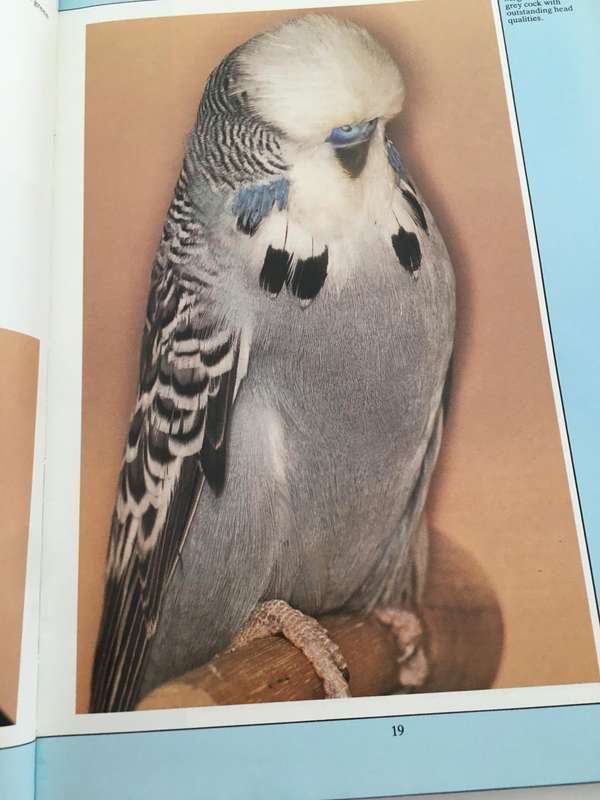 LOVELY - BUDGERIGARS A COMPLETE GUIDE - BY STAN AND BARBARA MOIZER  LARGE HARD COVER BOOK