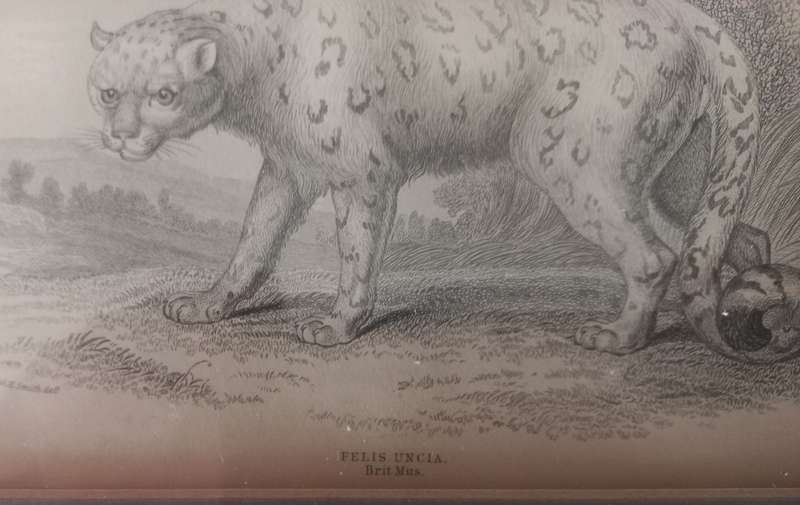 ONE P[ICTUREW AND TWO GENUING ENGRAVING PICTURES - SEE DESCRIPTION