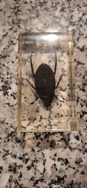 Resin Cast Bugs