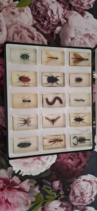  Unveil Natures Wonders Resin Cast Bug Collection! 