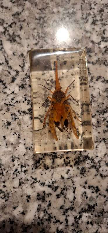 Resin Cast Bugs