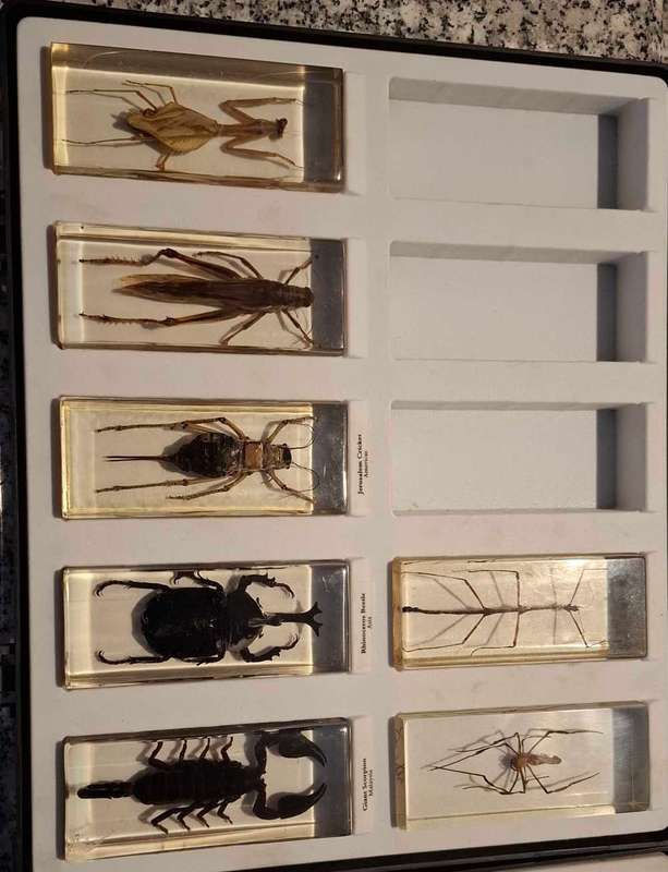 **Early Close 9PM**- National Geographic - Resin Cast Bug set