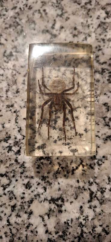 Resin Cast Bugs