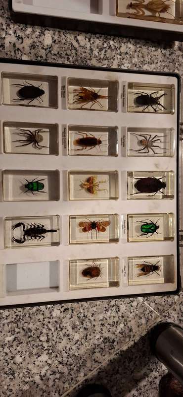 Resin Cast Bugs