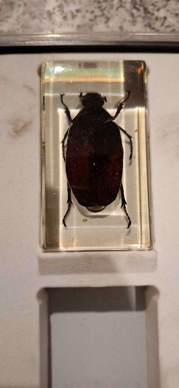 Resin Cast Bugs