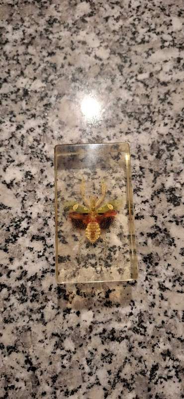 Resin Cast Bugs