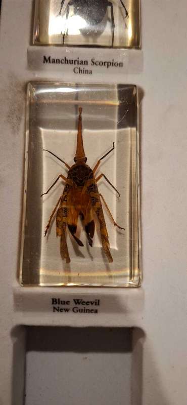Resin Cast Bugs