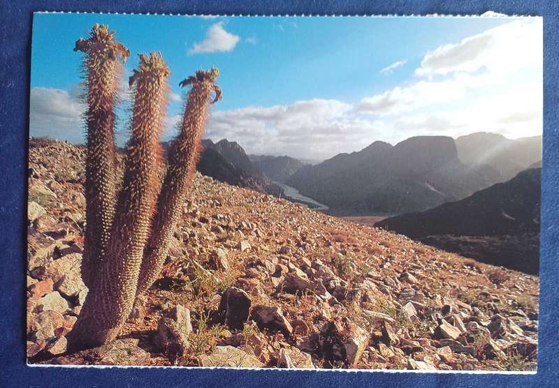 Halfmensboom postcard