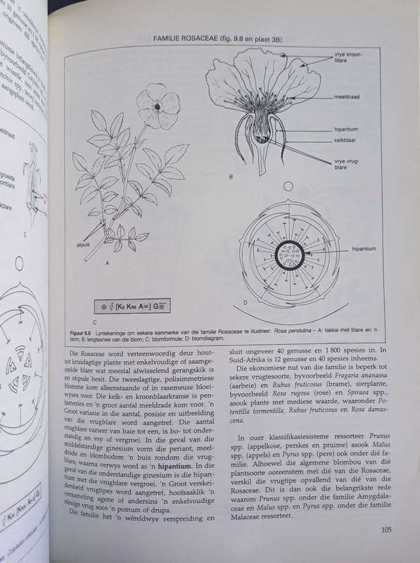 Plantkunde fanerogame en ekologie
