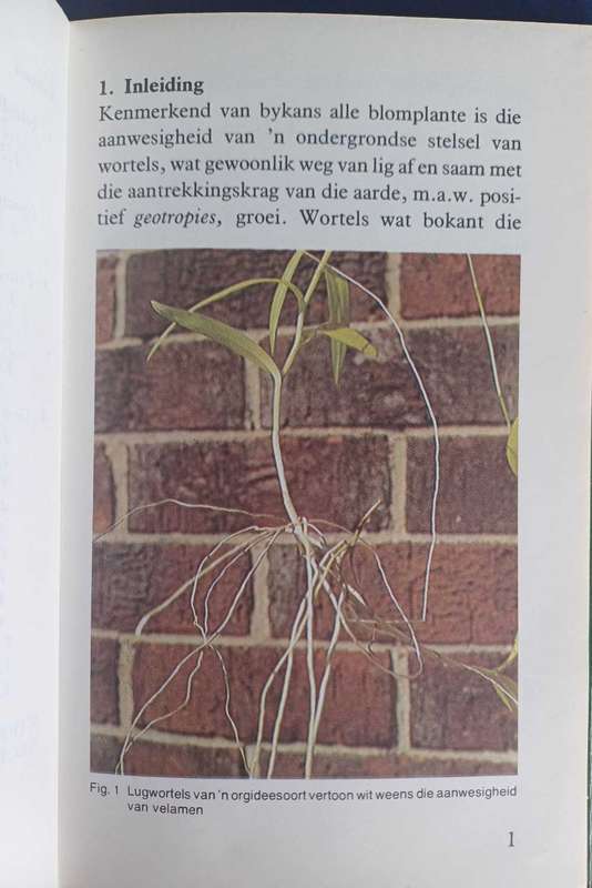 Organografie van wortels deur Kristo Pienaar