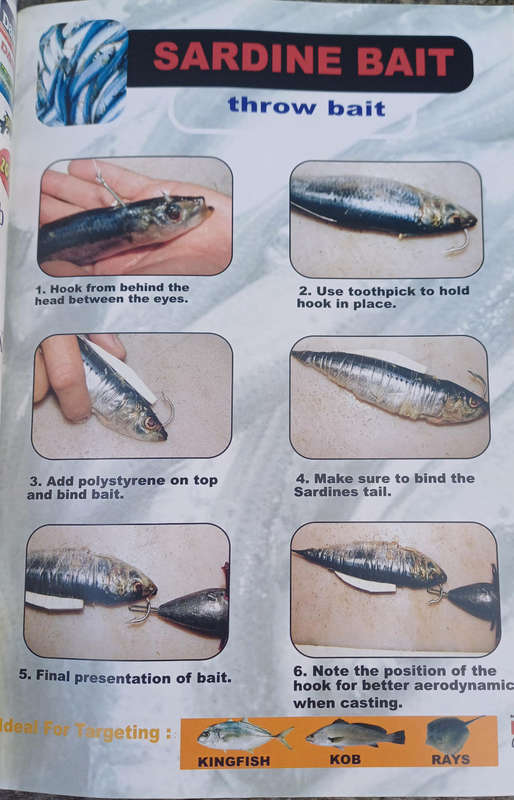 Rock & surf bait guide