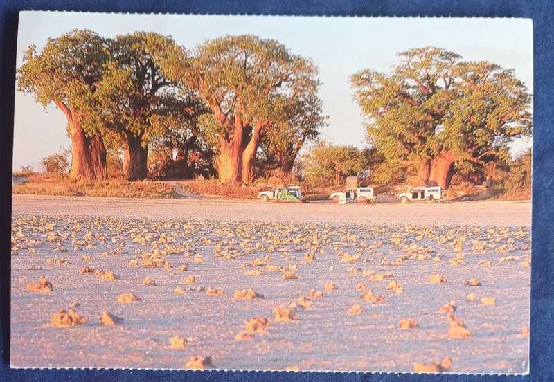 Baines' Baobabs, Botswana postcard