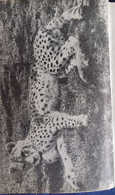 Wild life of Southern Africa